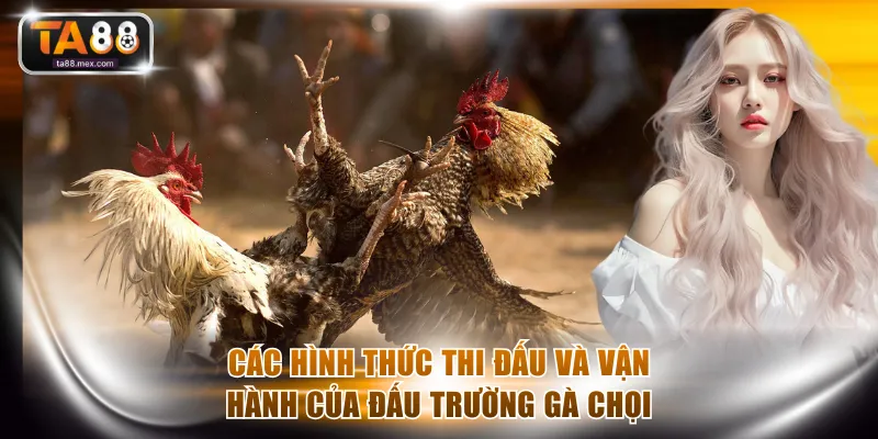 Các hình thức thi đấu và vận hành của đấu trường gà chọi