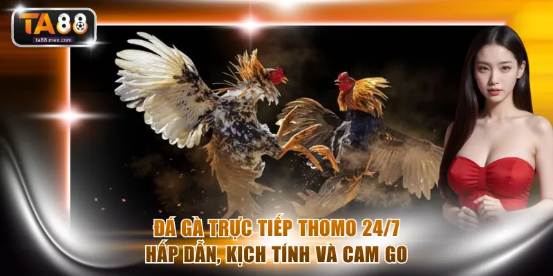 Đá gà trực tiếp Thomo 24/7