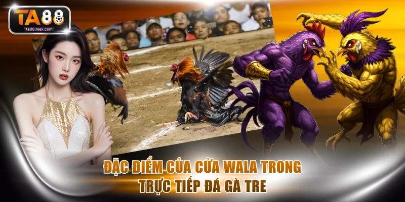 Đặc điểm của cửa Wala trong trực tiếp đá gà tre
