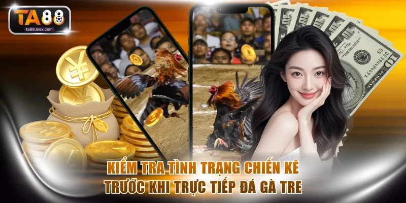 Kiểm tra tình trạng chiến kê trước khi trực tiếp đá gà tre