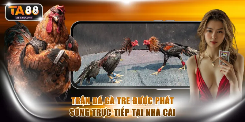 Trận đá gà tre được phát sóng trực tiếp tại nhà cái
